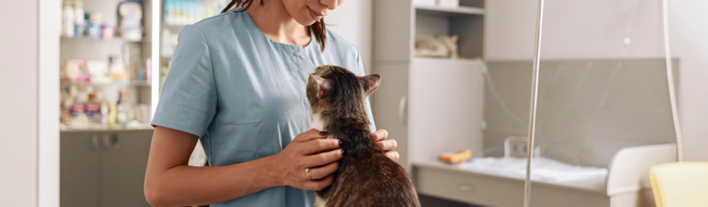 Veterinarian Examining a Brown Cat inside a Clinic
